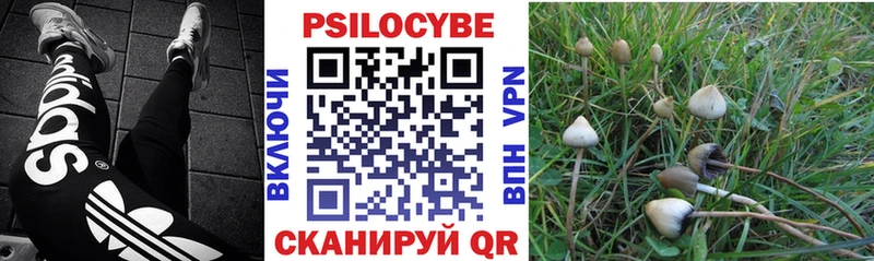 хочу наркоту  Новосиль  Псилоцибиновые грибы мицелий 